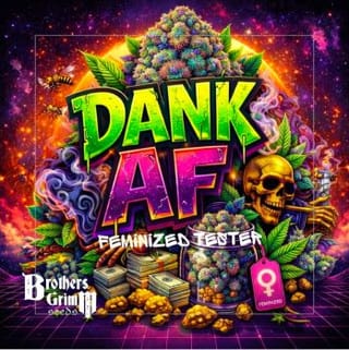Dank AF Feminised Seeds-BGS-DAAF-FEM