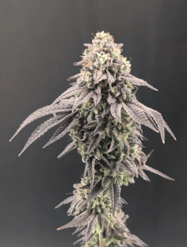 Garlic Mint Sherbet Feminised Seeds-FB-GAMS-FEM