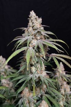 Funkberry Kush 2.0 Feminized Seeds-LIHE-FUKU2-FEM