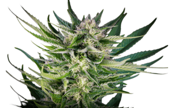 Fruity Durban Feminised Seeds-SRS-FRDU-FEM
