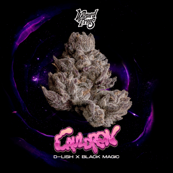 Cauldron Feminised Seeds-WIZT-CAUL-FEM