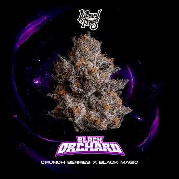 Black Orchard Feminised Seeds-WIZT-BLOR-FEM