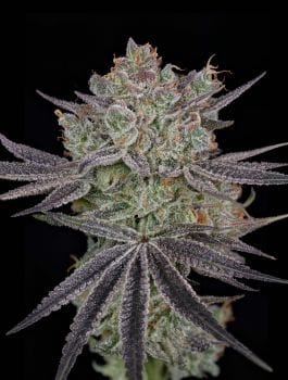 Papaya Sour Spritz Feminised Seeds-GH-PASS-FEM