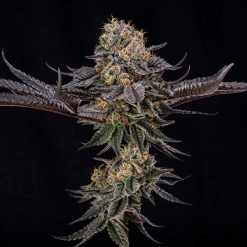 King Of Kings (Julian Marley) феминизирани семена-SIL-KIOK-FEM