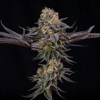 King Of Kings (Julian Marley) Feminised Seeds-SIL-KIOK-FEM