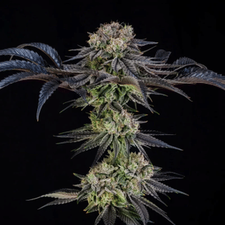 Julian Marley Special Feminised Seeds-SIL-JUMS-FEM