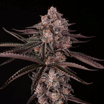 Jamaican Sunset (Julian Marley) феминизирани семена-SIL-JASU-FEM