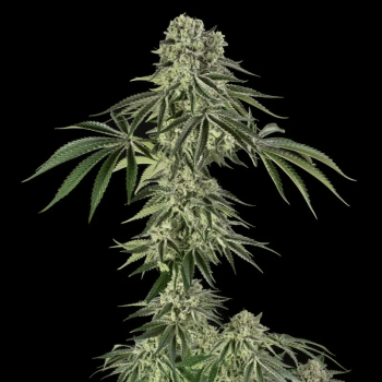 Jamaican Mountain (Julian Marley) феминизирани семена-SIL-JAMO-FEM