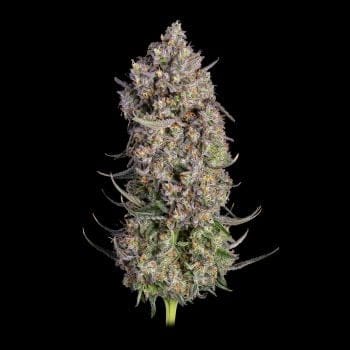 Truffle Bomb Feminized Seeds-HAVG-TRBO-FEM