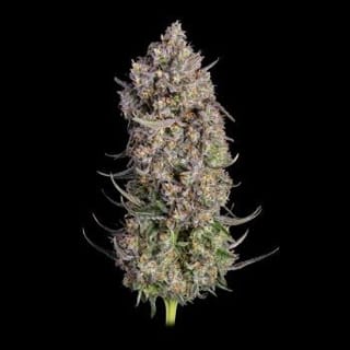 Truffle Bomb Feminized Seeds-HAVG-TRBO-FEM