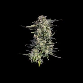 Super Lemon Sunset Feminized Seeds -HAVG-SULS-FEM