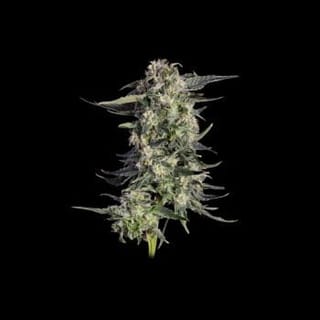 Super Lemon Sunset Feminized Seeds -HAVG-SULS-FEM