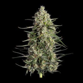 Spice Rack Feminized Seeds-HAVG-SPRA-FEM