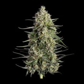 Spice Rack Feminized Seeds-HAVG-SPRA-FEM
