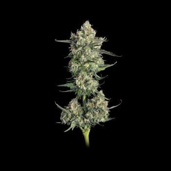 Lemon Quest Feminized Seeds-HAVG-LEQU-FEM