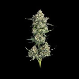 Lemon Quest Feminized Seeds-HAVG-LEQU-FEM