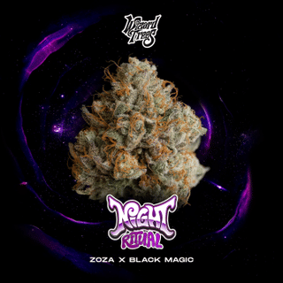 Night Ritual Feminised Seeds-WIZT-NIRI-FEM