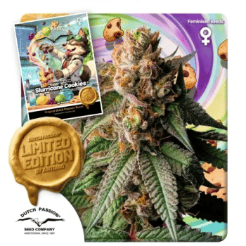 Slurricane Cookies Feminised Seeds-DP-SLCO-FEM