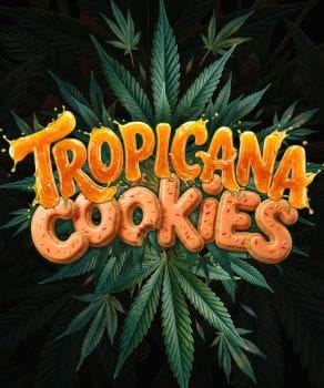 Tropicana Cookies F1 Auto Feminized Seeds-BFS-TRCOF1-AUTO-FEM