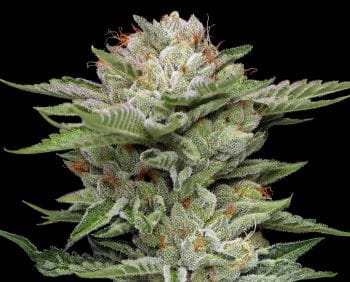 V-Auto THCV Auto Feminised Seeds-HUMB-VAUT-AUTO-FEM