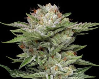 V-Auto THCV Auto Feminised Seeds-HUMB-VAUT-AUTO-FEM