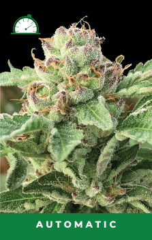 Apple Blossom Auto Feminised Seeds-HUMB-ALBL-AUTO-FEM