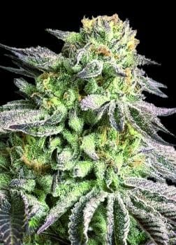 Zunami Peach Feminised Seeds-00S-ZUPE-FEM