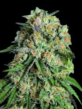 Lemon Cherry Gelato Feminised Seeds-00S-LECG-FEM