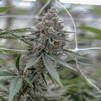 Super Boof Clones-SMAN-CL-ENBI-SUBO
