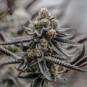 Sunset Spice Clones-SMAN-CL-ENBI-SUSP