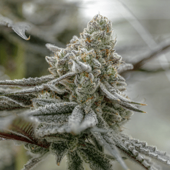 Plasma Fruit Clones-SMAN-CL-ENBI-PLFR