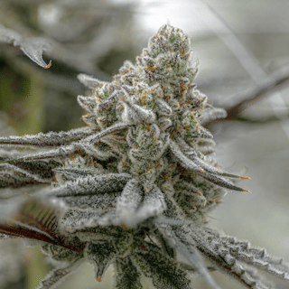 Plasma Fruit Clones-SMAN-CL-ENBI-PLFR