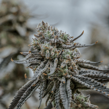 Hunters Moon Clones-SMAN-CL-ENBI-HUMO