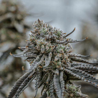 Hunters Moon Clones-SMAN-CL-ENBI-HUMO