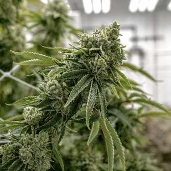 GG4 Clones-SMAN-CL-ENBI-GOG4