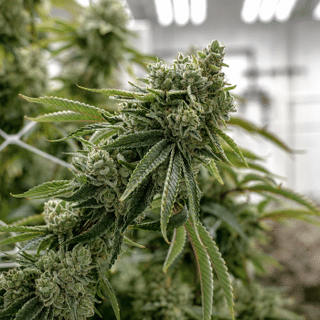 GG4 Clones-SMAN-CL-ENBI-GOG4