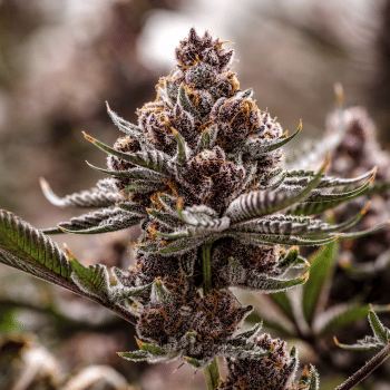 Black Cherry Gelato Clones-SMAN-CL-ENBI-BLCG