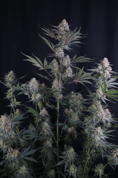 Lemon Tree Auto Feminised Seeds-FB-LETR-AUTO-FEM