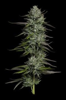 Redemption Indica Feminisiert Samen-HUMB-REIN-FEM
