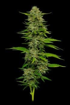 One Love Sativa Feminisiert Samen-HUMB-ONLS-FEM