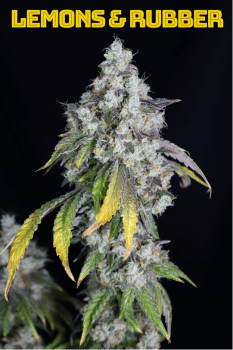 Lemons & Rubber Feminized Seeds-LIHE-LERU-FEM