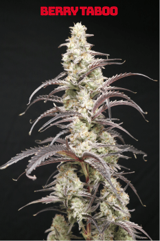 Berry Taboo Feminized Seeds-LIHE-BETA-FEM