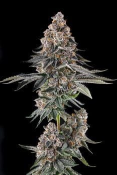 Mailbox Money Feminized Seeds-COM-MAMO-FEM