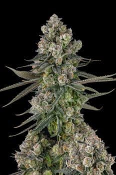 Glue Lotus Feminized Seeds-COM-GLLO-FEM
