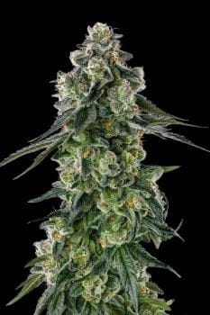 Afters Feminized Seeds-COM-AFTE-FEM