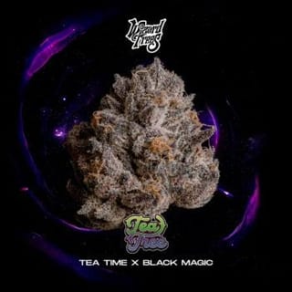 Tea Tree Feminised Seeds-WIZT-TETR-FEM