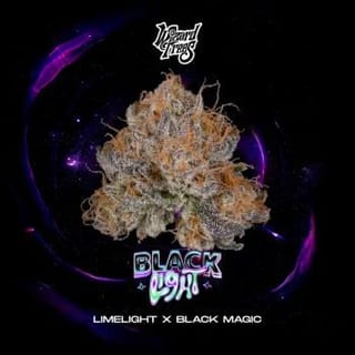 Black Light Feminised Seeds-WIZT-BLLI-FEM