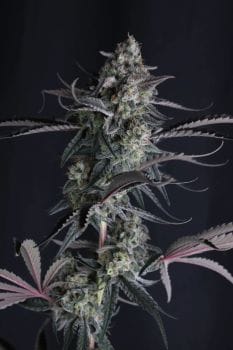 Pineapple OG Auto Feminised Seeds-FB-PIOG-AUTO-FEM
