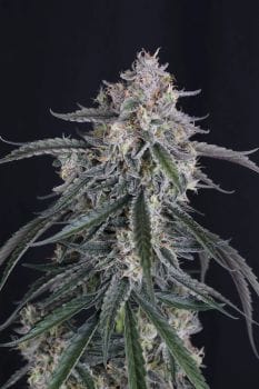 GMO Auto Feminized Seeds-FB-GMO-AUTO-FEM