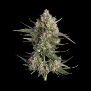 Pinecraft Feminized Seeds-HAVG-PINE-FEM